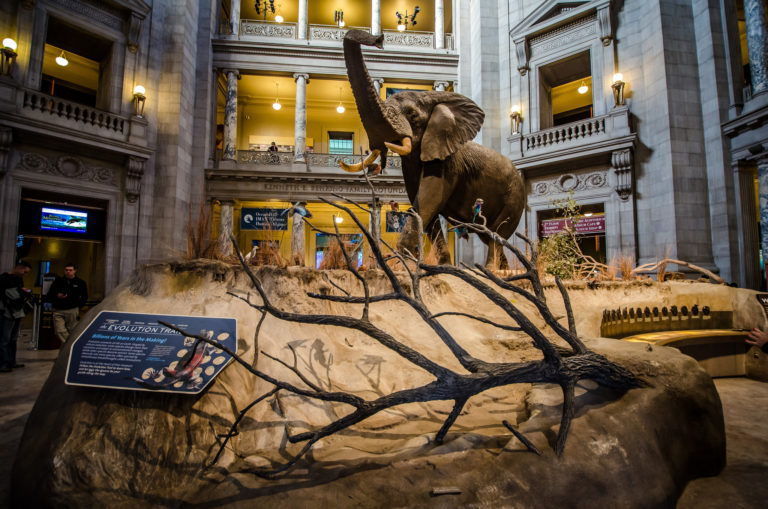 Best Interactive Museums in Washington D.C. 2024