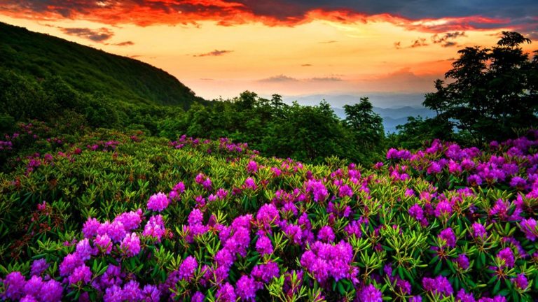 50 Most Beautiful Quotes About Nature 2024