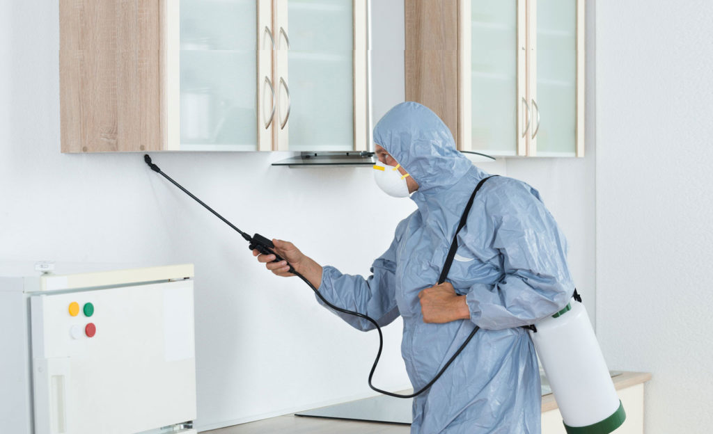 The importance of pest control at your home