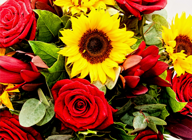 What You Need to Know About Sunflowers and Red Roses