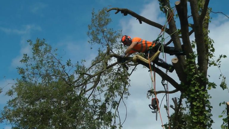 How do I Choose a Tree Arborist?