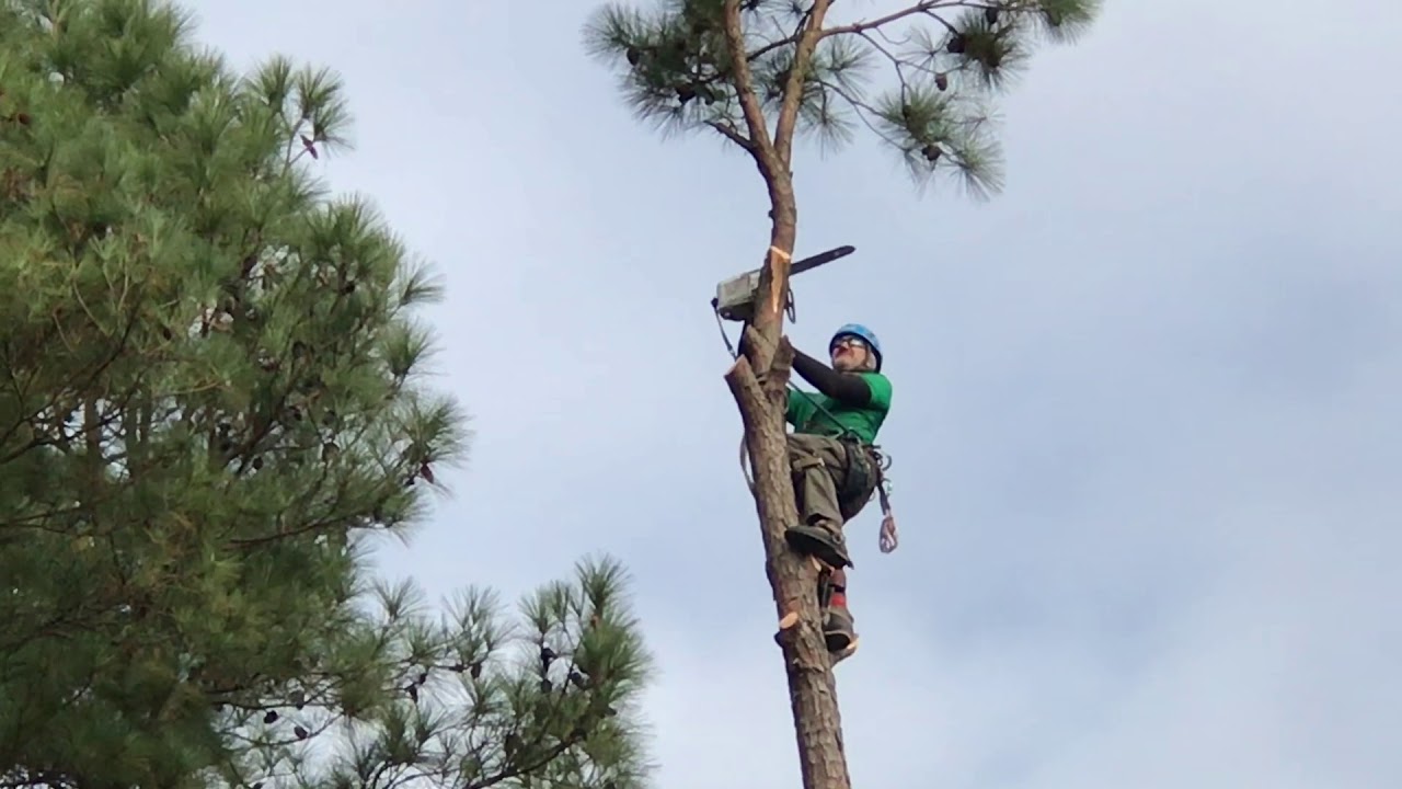 How Do I Choose A Tree Arborist? - PMCAOnline