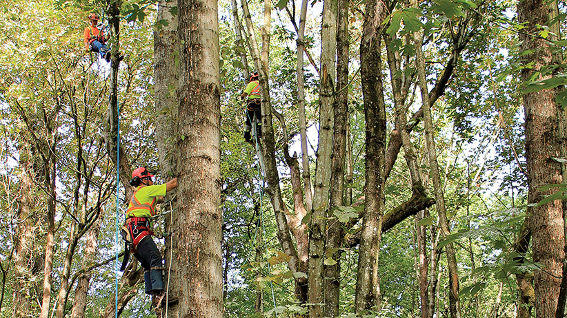 Choosing An Arborist Is A Wise Decision