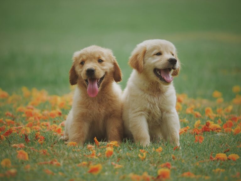 6 Tips To Prepare Your Yard for a New Puppy – 2024 Guide