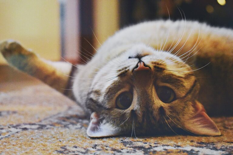 12 Essential Tips for the First-Time Cat Owner