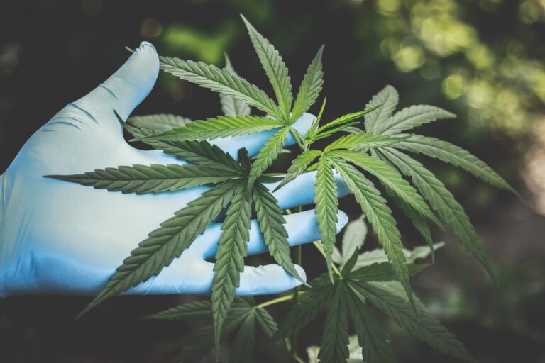 How to Identify High-Quality CBD Oil – 2024 Guide