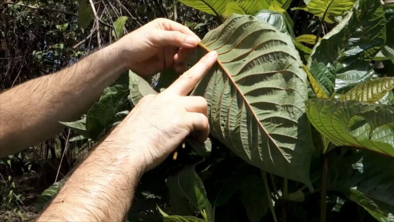 7 Most Popular Strains Of Kratom
