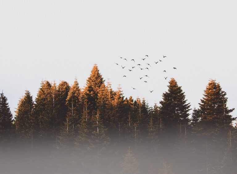 3 Things To Do If You Get Lost In The Woods