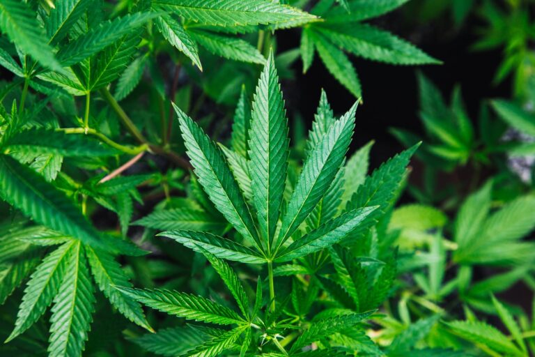 Benefits of Smoking CBD Hemp Flowers