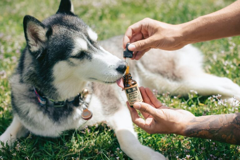 A Short Guide To CBD Oil & Other CBD Pet Products