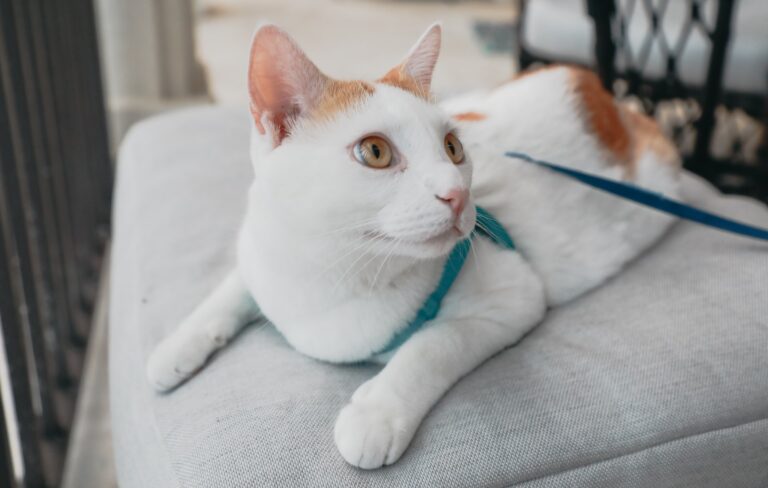 7 Smart Ways to Create a Pet-friendly Home