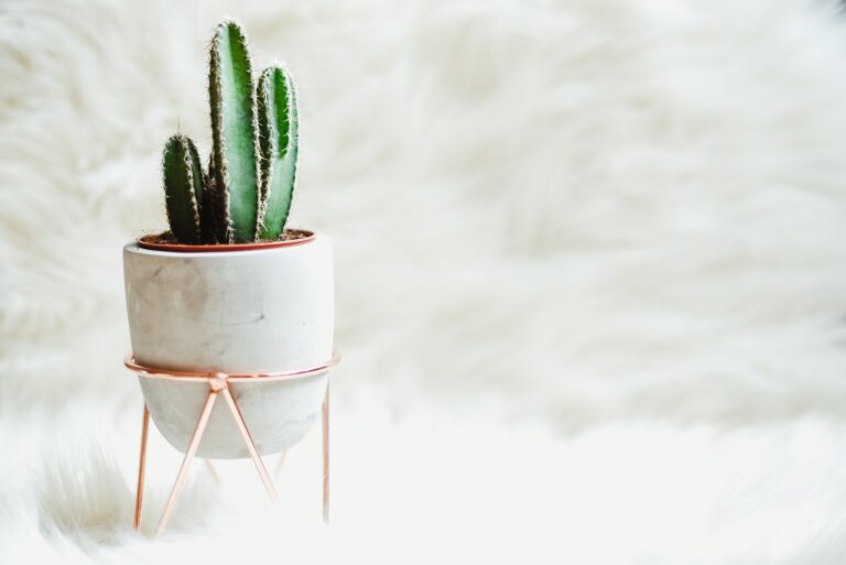 Are Cacti and Succulents Good For Bedroom?