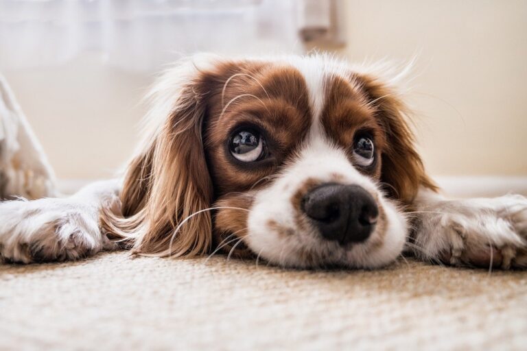 Things to Consider Before Getting a Dog – 2024 Guide