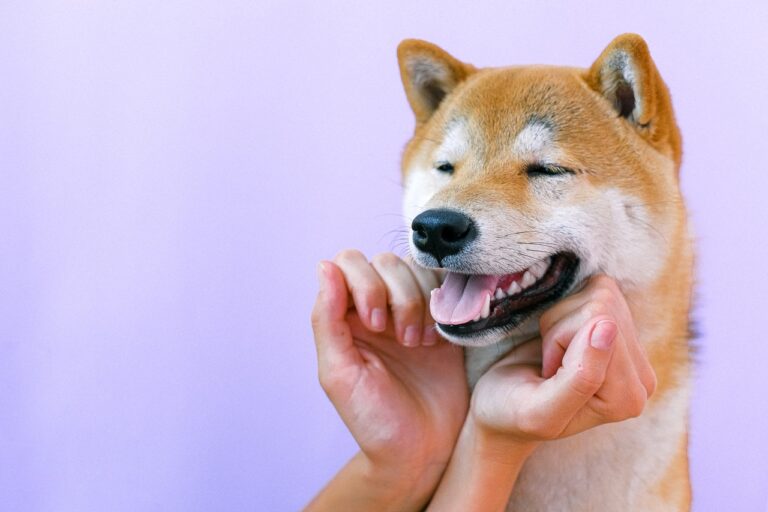 4 Ways CBD Can Help Reduce Your Dog’s Anxiety