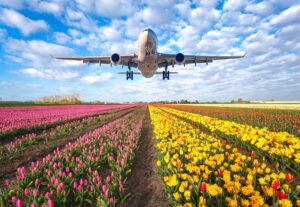 4 Mistakes To Avoid When Sending Flowers Abroad - PMCAOnline
