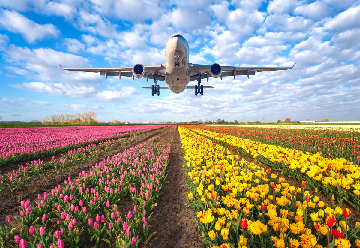 4 Mistakes To Avoid When Sending Flowers Abroad
