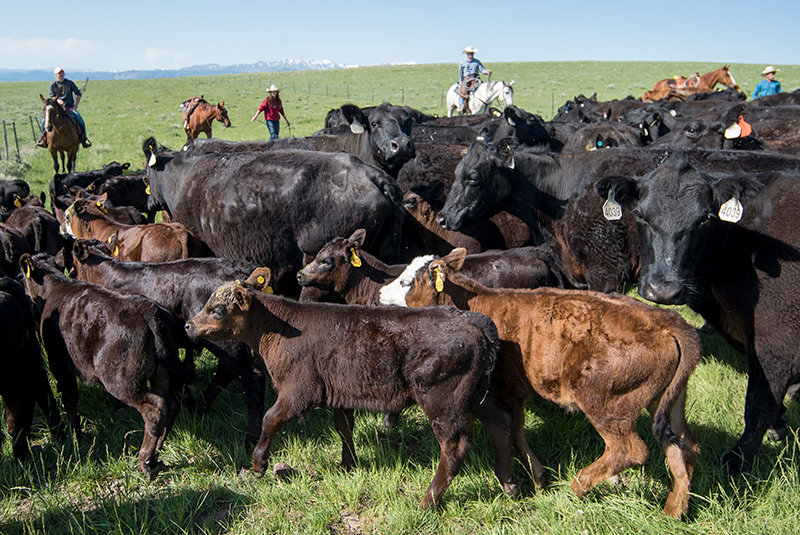 7 Tips for Buying a Ranch in Colorado - 2024 Guide - PMCAOnline