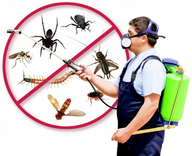 What Should a Pest Control Program Include?
