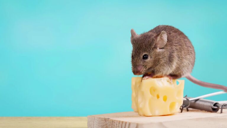 Signs You Need to Call Rodent Control Immediately