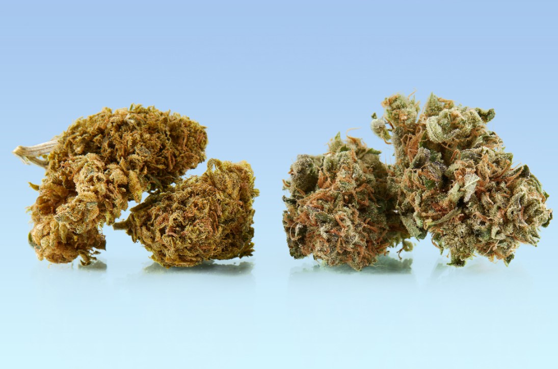 Why Do Some Weed Strains Smell Like Cheese?
