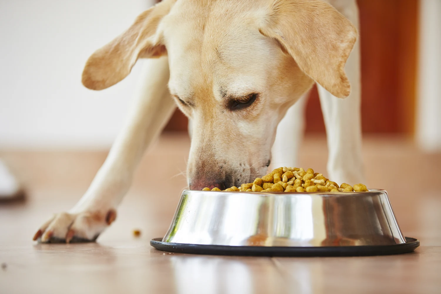 whats the best dog food in the world