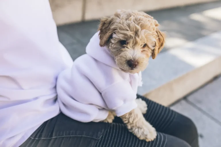 5 Common Myths and the Facts about Puppy Clothes