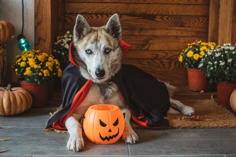 How to Know What Size Halloween Costume to Get Your Dog?