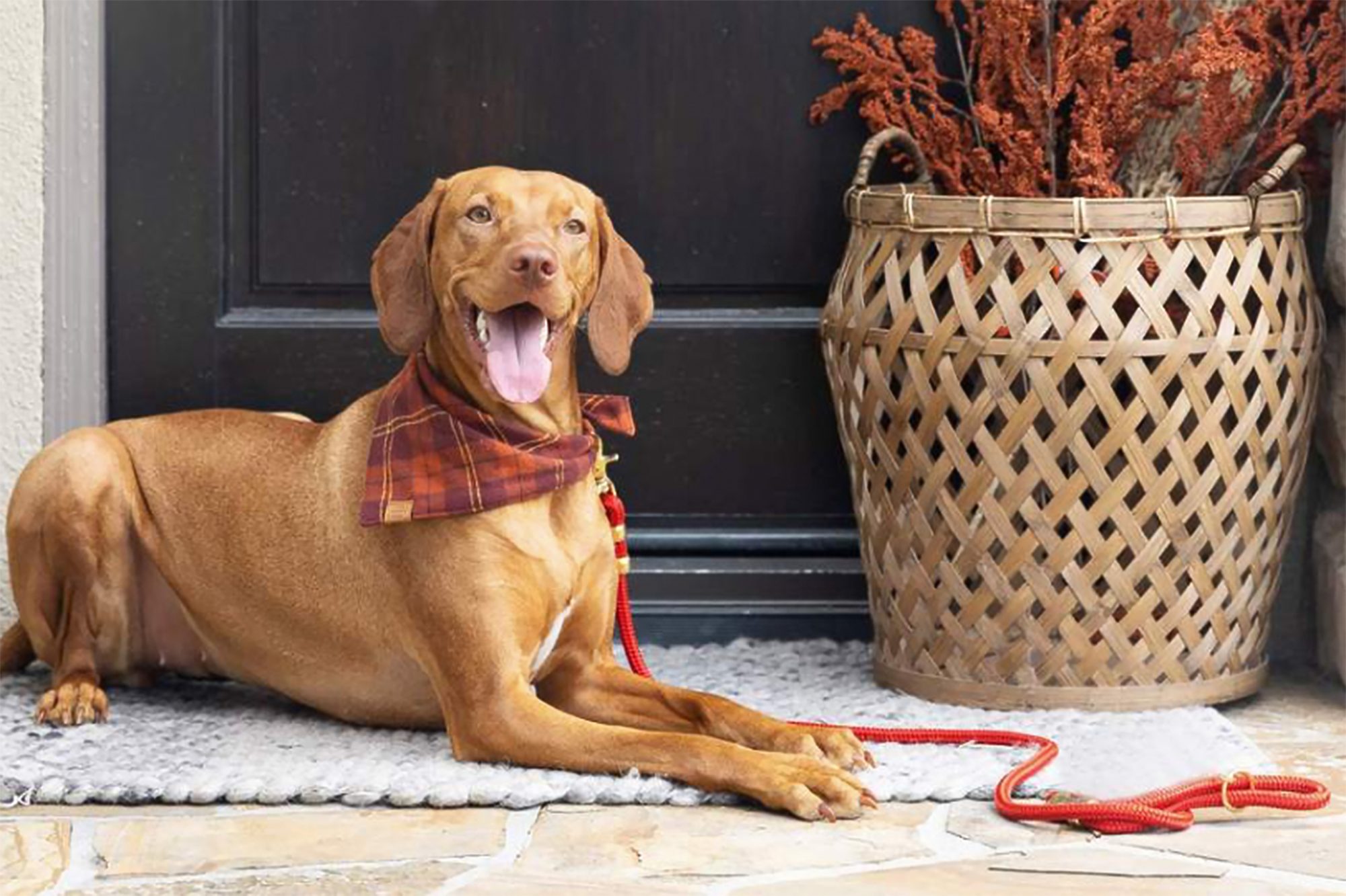 Cute And Funny Dog Thanksgiving Outfit Options - PMCAOnline