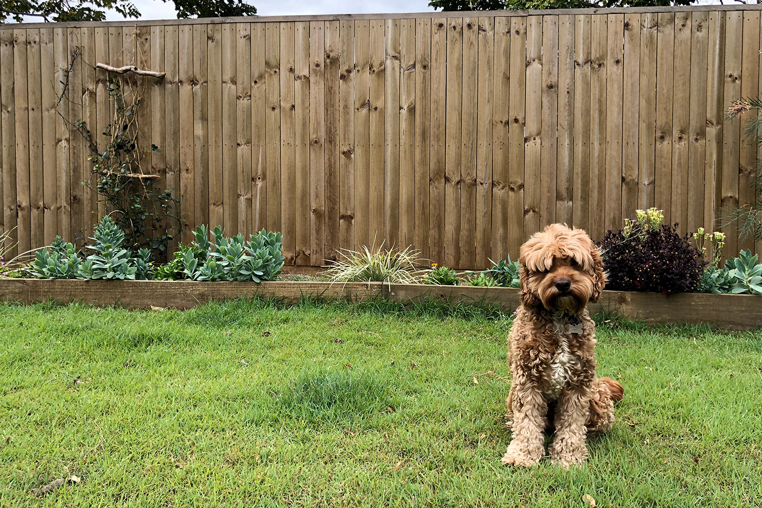 What Kind of Fence is Best for Large Dogs?