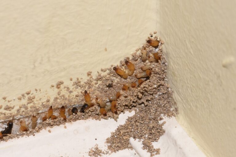 Discover Termites ─ Unmasking Their Culprits