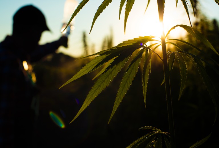 If you Use CBD, you Should Definitely know About CBDA