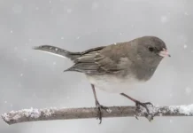 What Birds Stay in Oklahoma in Winter?