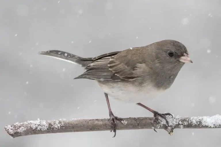 What Birds Stay in Oklahoma in Winter?