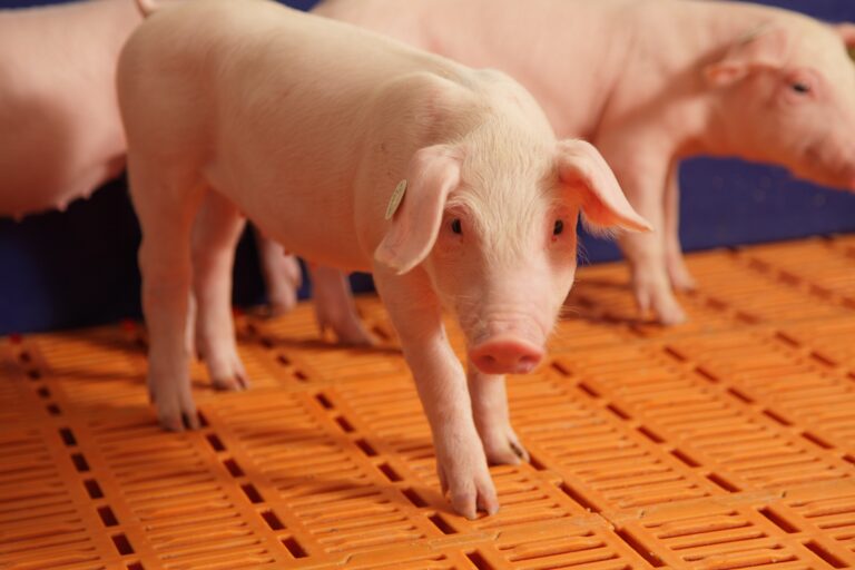 Pig Flooring Systems 101 ─ An Introduction to Different Types of Pig Flooring