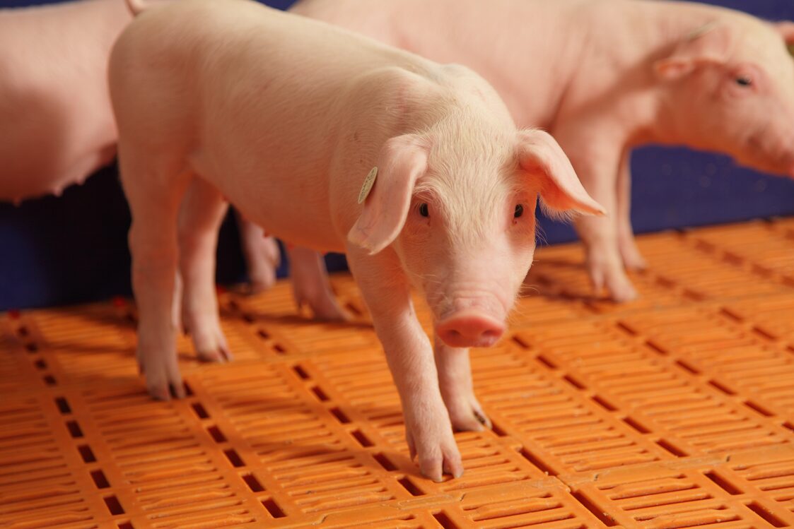 Pig Flooring Systems 101 ─ An Introduction to Different Types of Pig