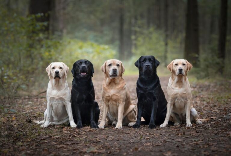 Purebred vs. Mixed Breed Dogs: Which is the Right Choice for You?