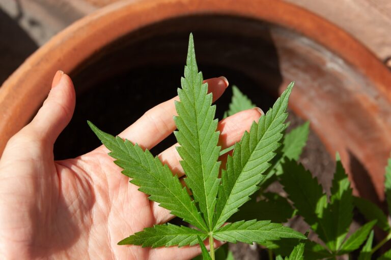 A Beginner’s Guide to Shopping for CBD Products