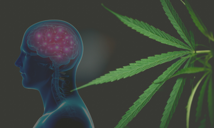 How Does Medical Marijuana Interact with the Brain