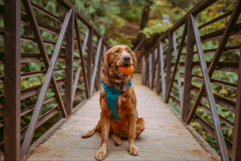 Comparing the Effects of Neck Collars and Chest Harnesses on Dogs