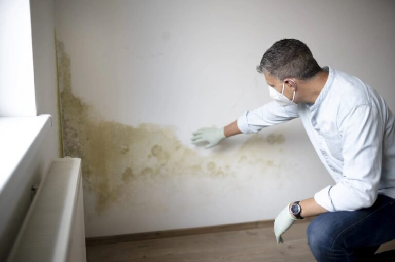 How Is a Mold Inspection Done? Tips for Understanding ─ 2024 Guide
