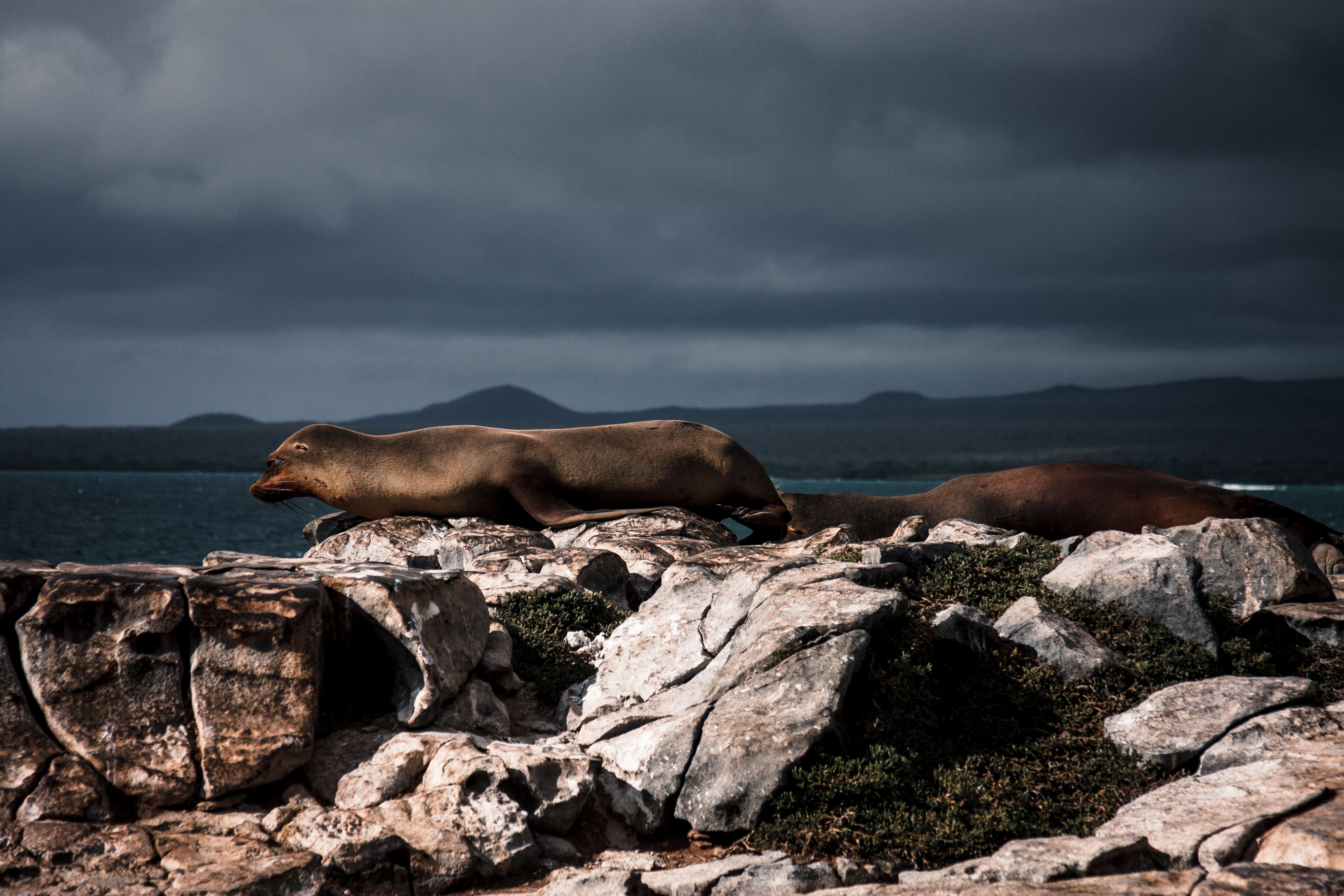 Galápagos sea lion resting on rugged volcanic rocks beside the ocean.